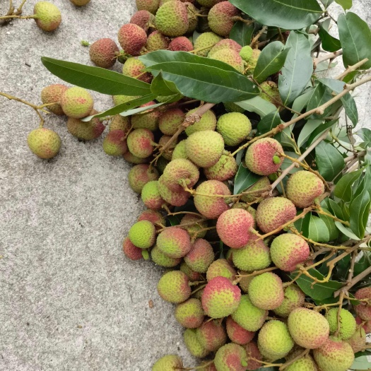 浦北县广西妃子笑荔枝  产地直发 新鲜出炉 个个小核