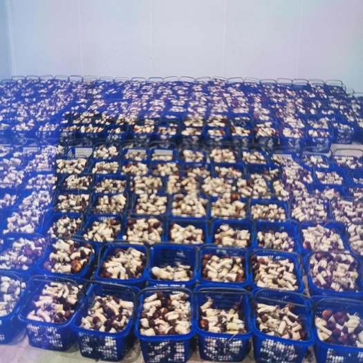 大量赤松茸