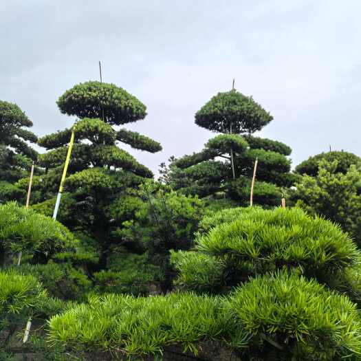 浏阳市罗汉松