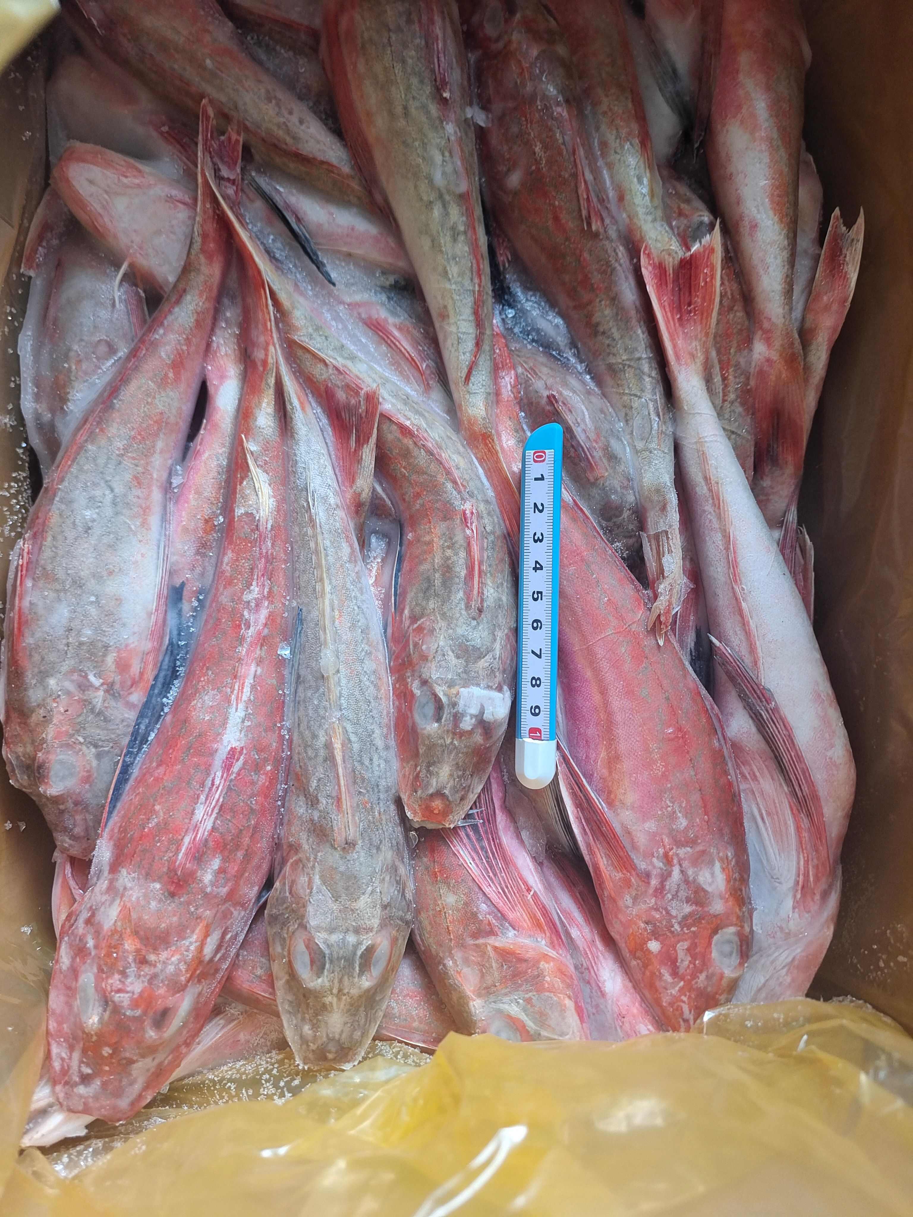 威海石岛红头鱼红娘子红鱼通货规格，价格实惠食堂餐饮加工均可