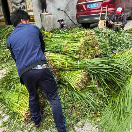 中江县菖蒲  艾草