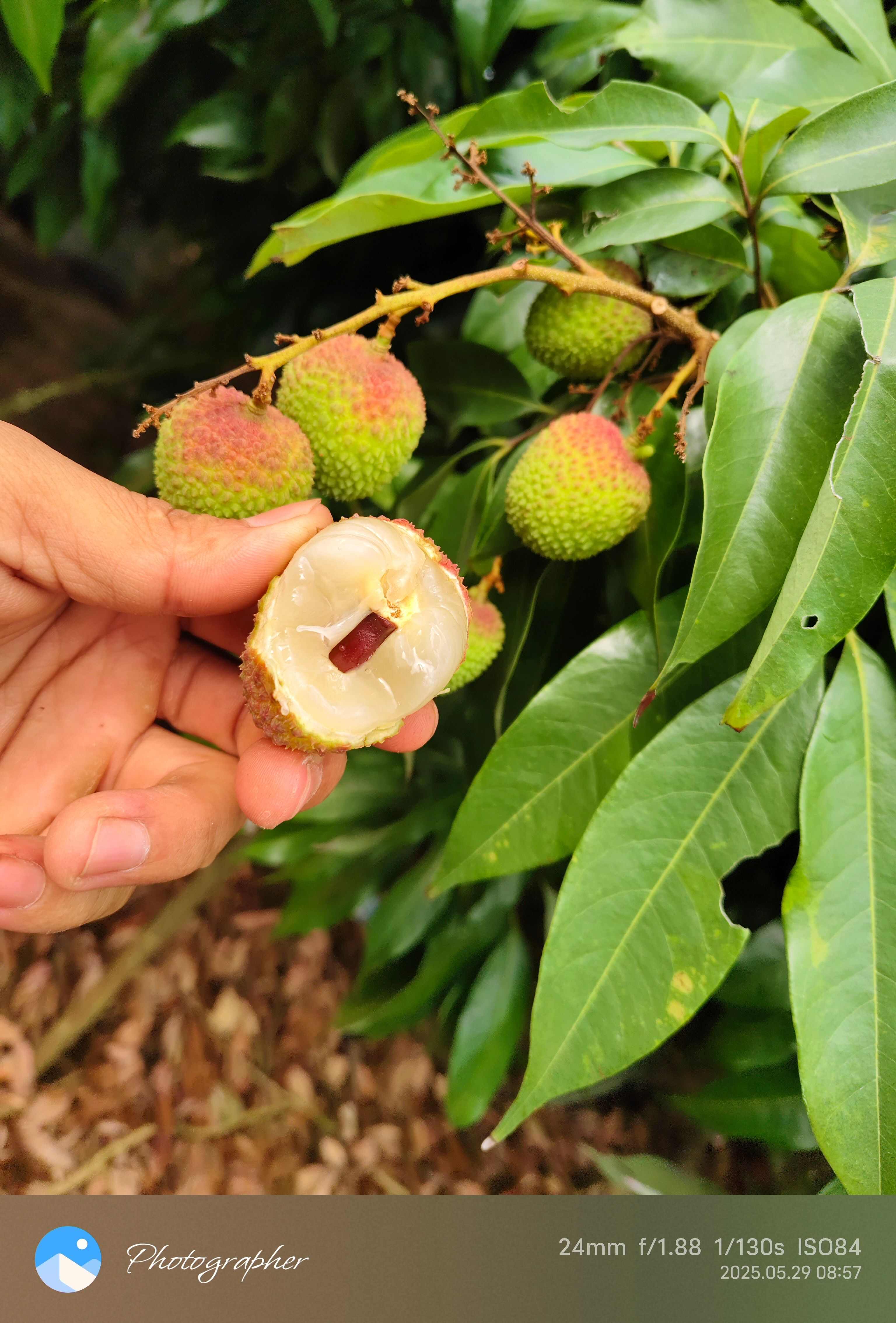 荔枝丶妃子笑荔枝丶白糖婴荔枝、桂味荔枝、黑叶。