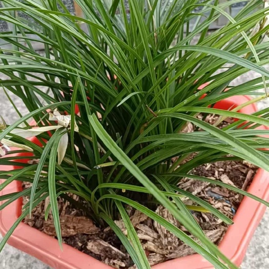 云南连瓣兰盆景草大颗