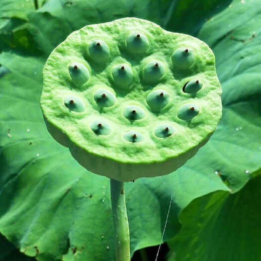 曲靖荷花，新鲜莲蓬