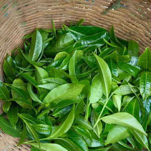 云县云雾小树样品茶