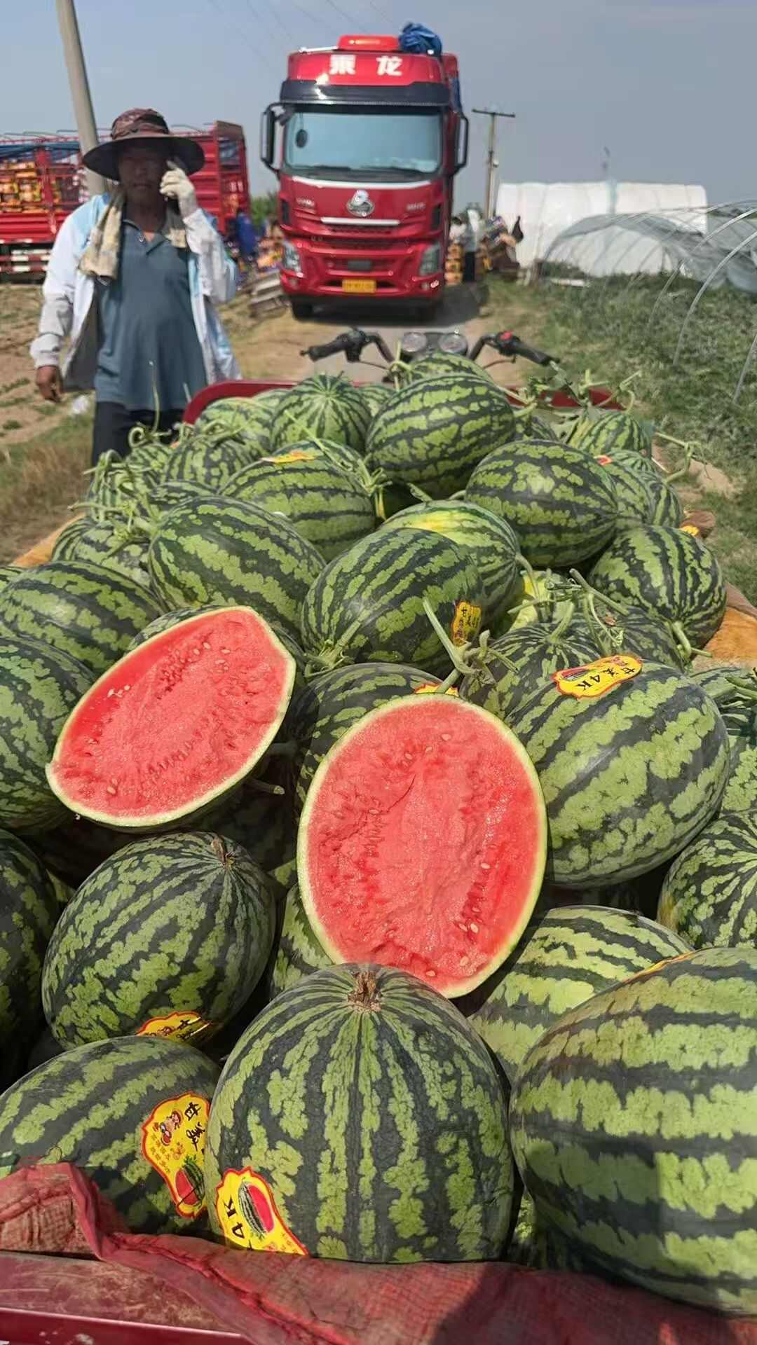 陕西甘美4K,高密度瓜瓤，大红瓤小薄皮，糖度14+保质保量