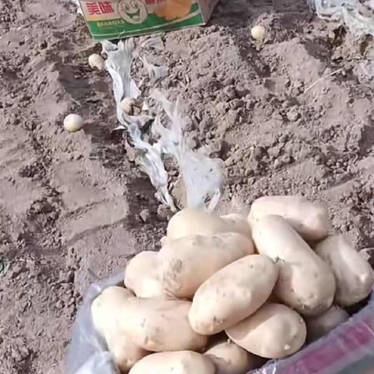 周口内蒙古沃5黄心土豆