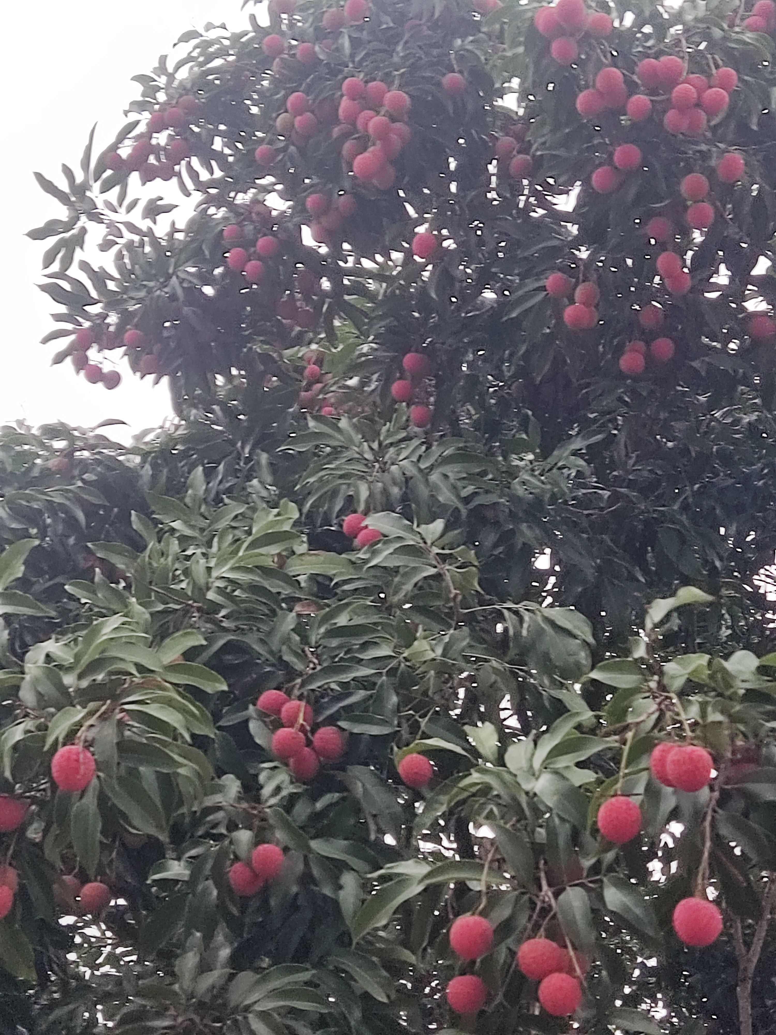 白糖罂荔枝
