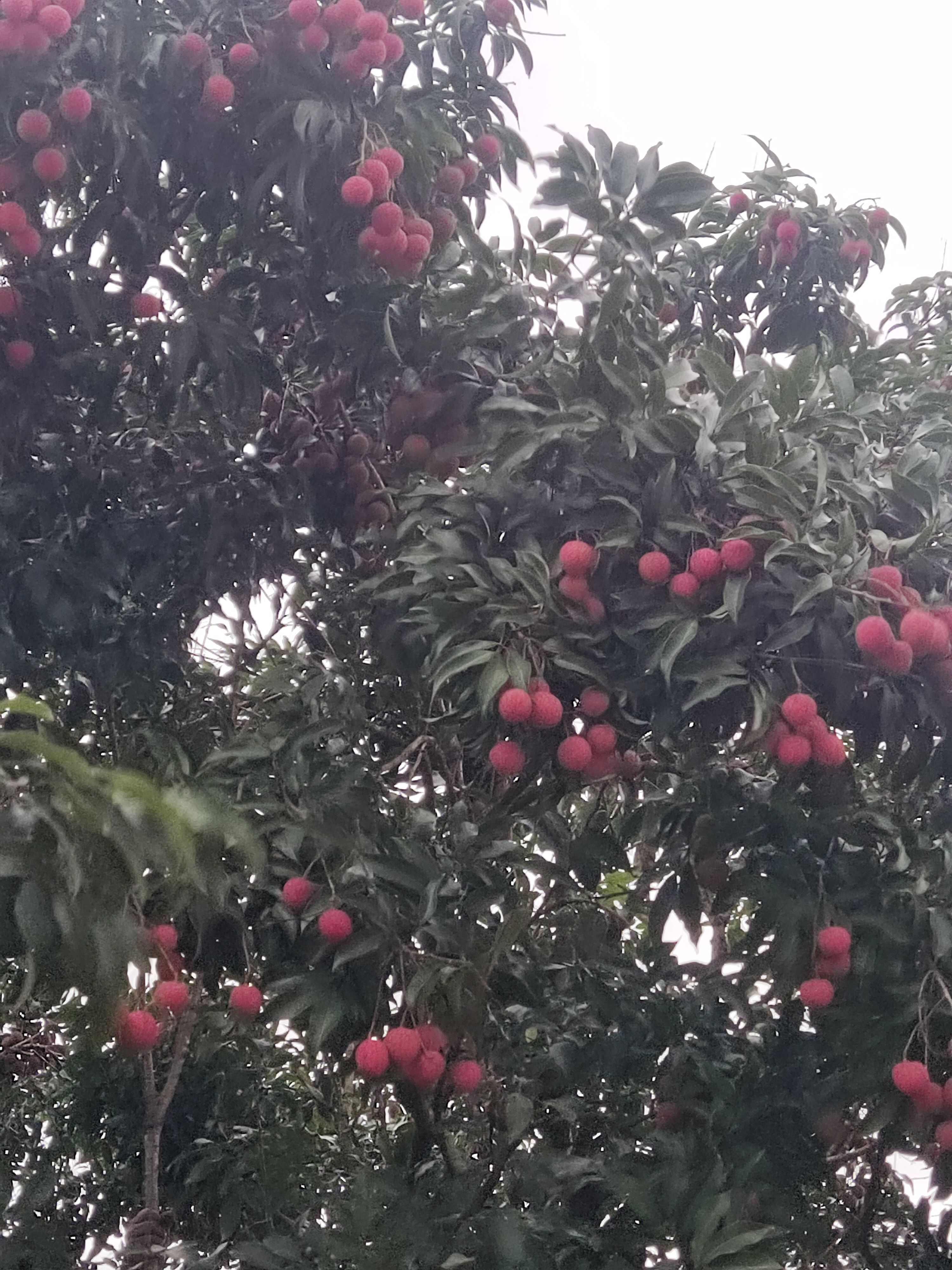 白糖罂荔枝