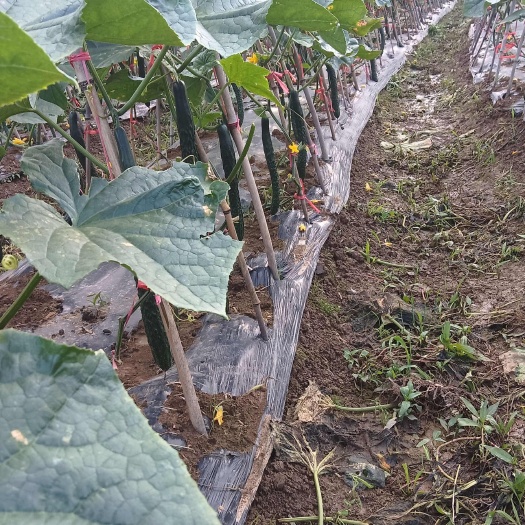 中方县高山新鲜密刺肉质嫩黄以大量上市