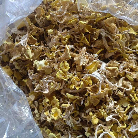 内黄县鸡油菌