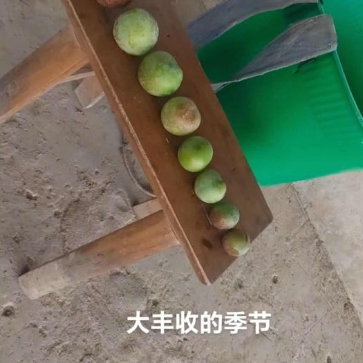 屏山县五月脆李子