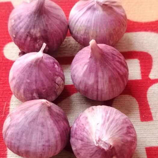 宁陵县产地直发，质量好，独头蒜精品