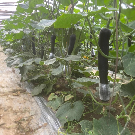 砀山县安徽省宿州市砀山县吊南瓜产地直销大量有货