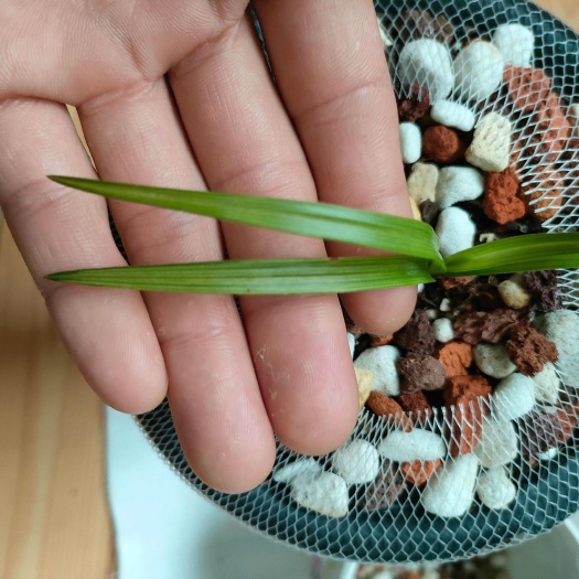 昆明连瓣资源斑中透一共三苗，喜欢的联系