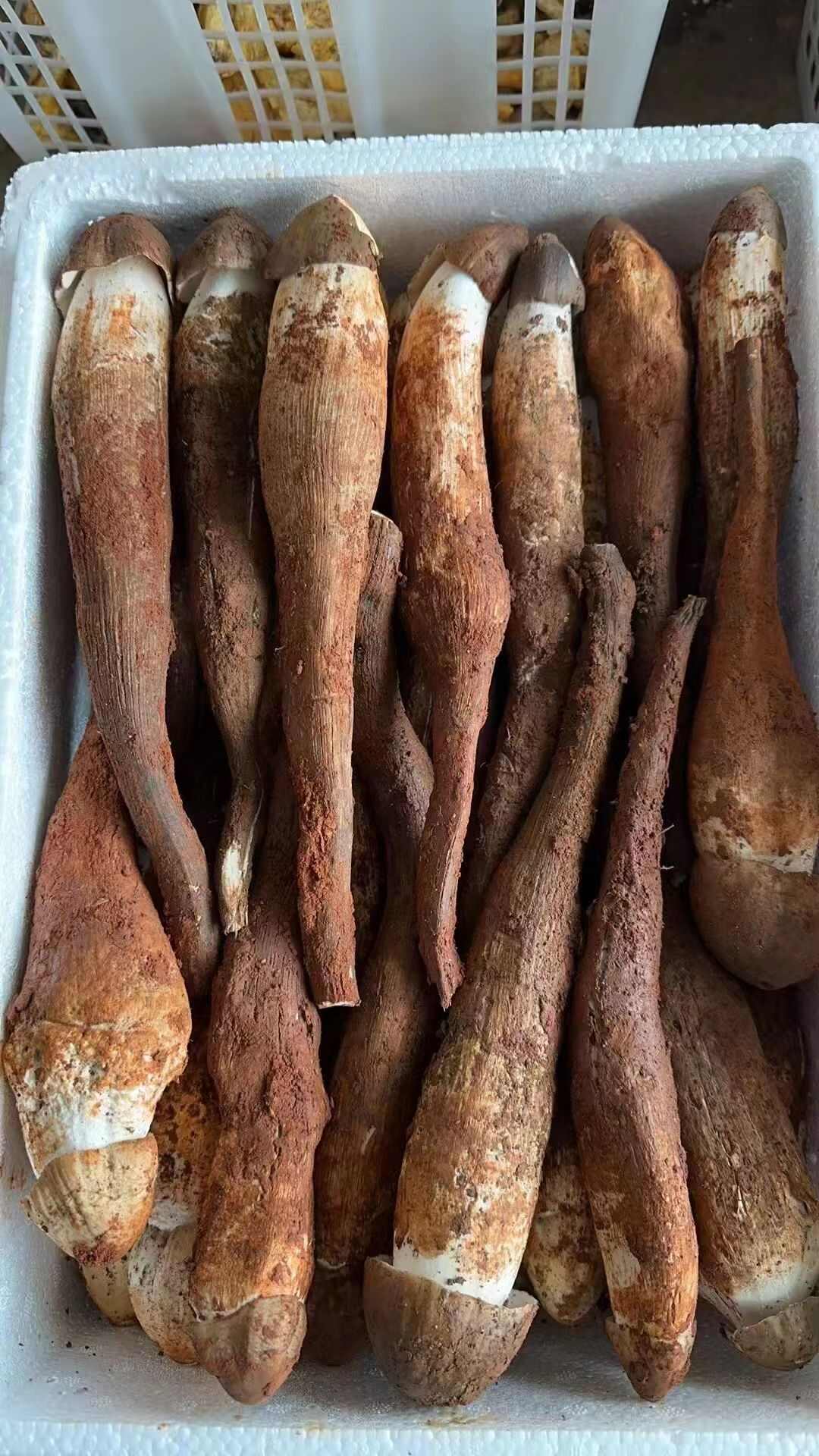 鸡枞菌