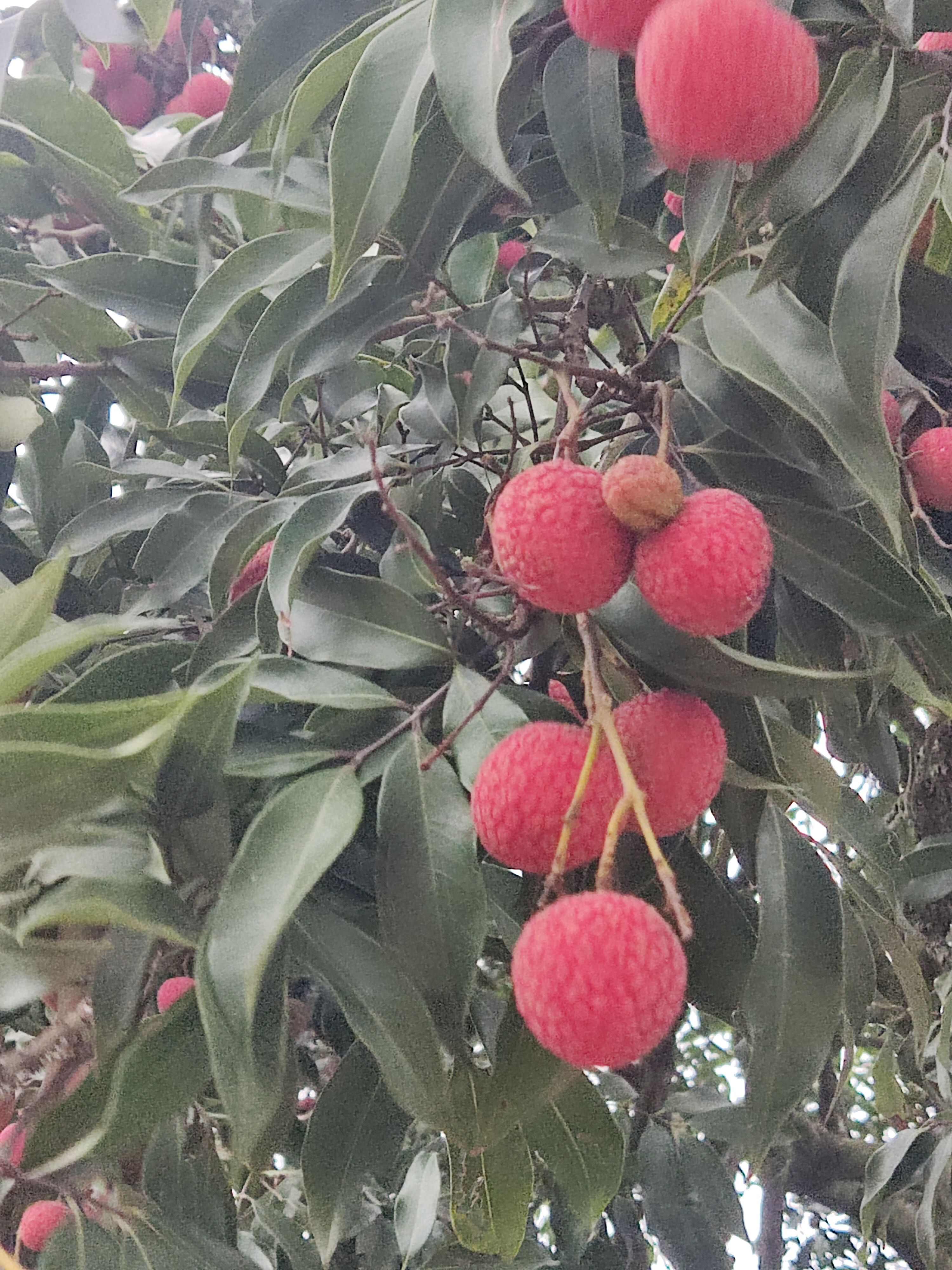 白糖罂荔枝