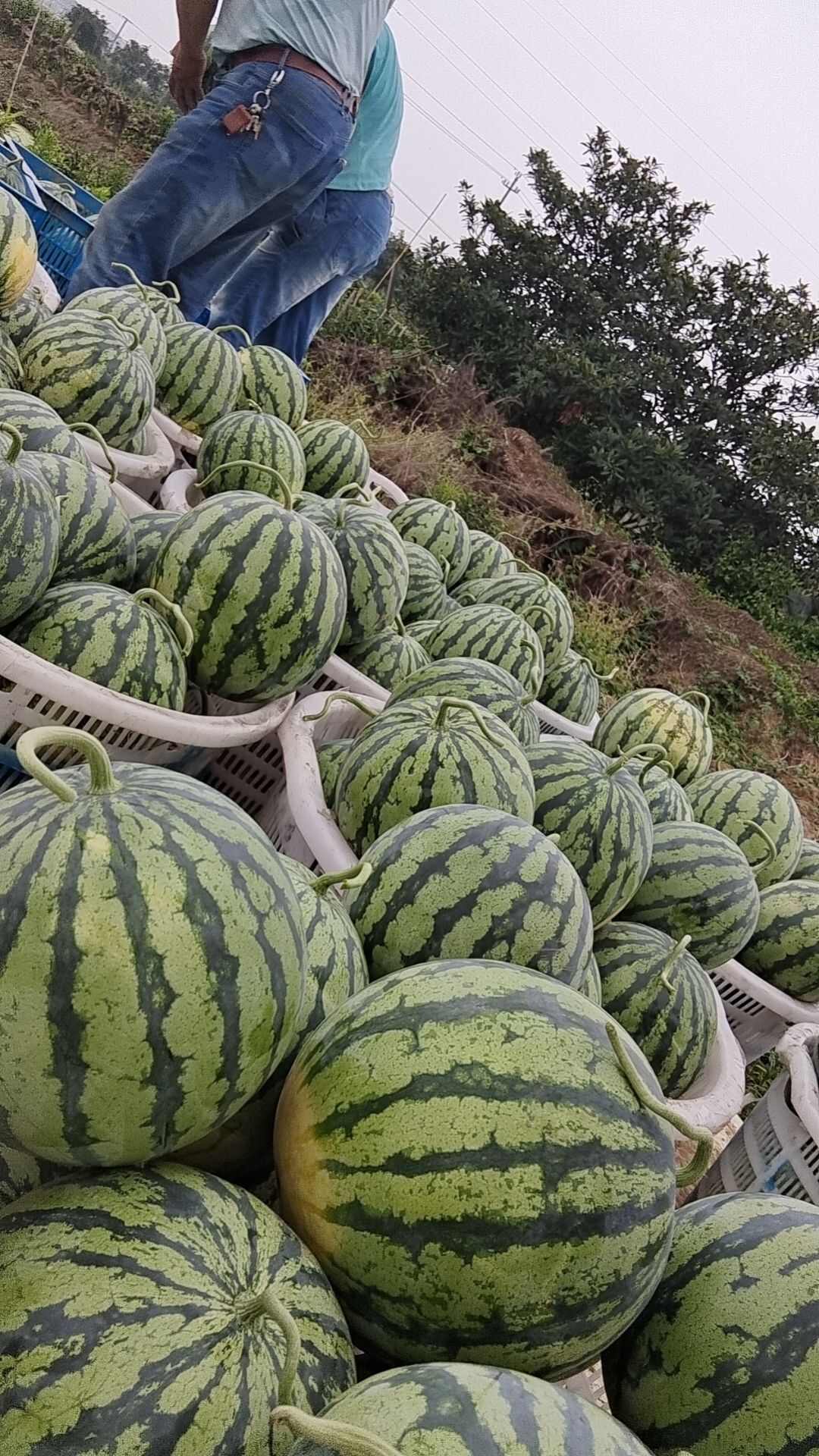 美都.8424