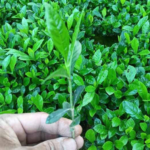 灵山县黄栀子牙苗