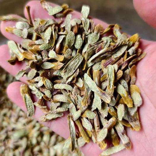 思茅云南思茅铁皮石斛条切片