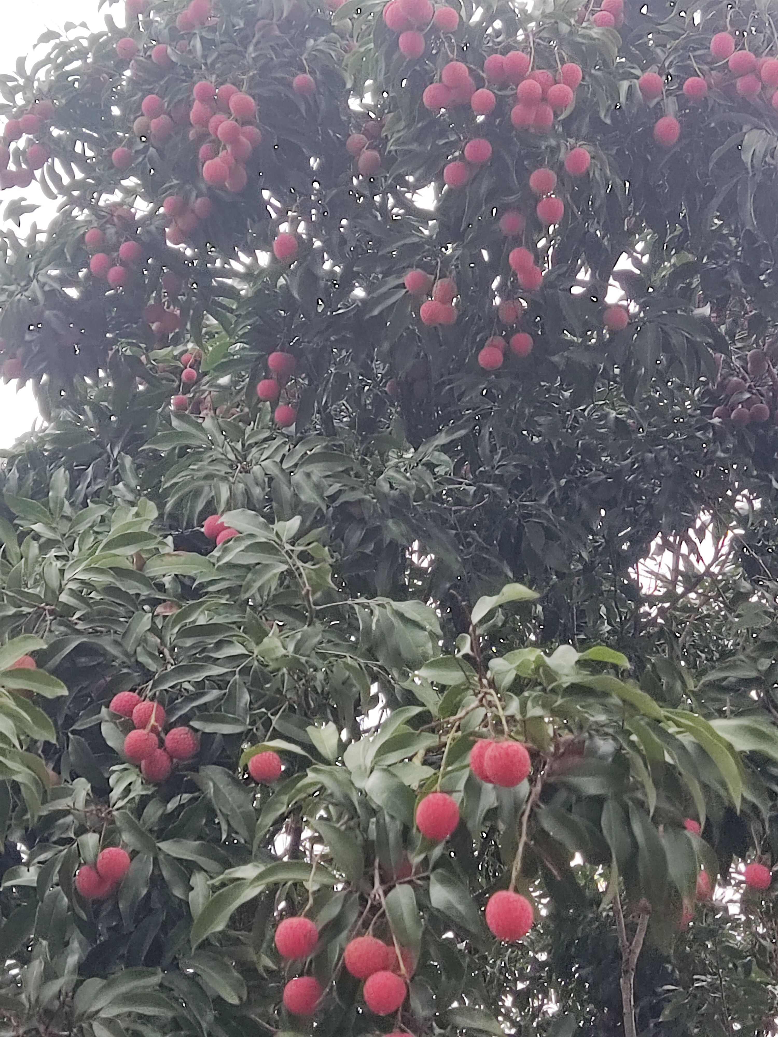 白糖罂荔枝
