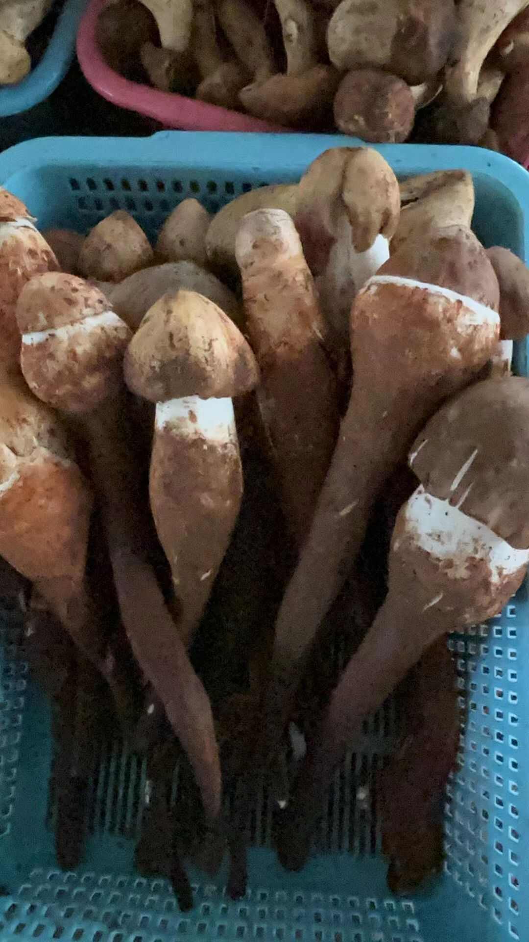 鸡枞菌