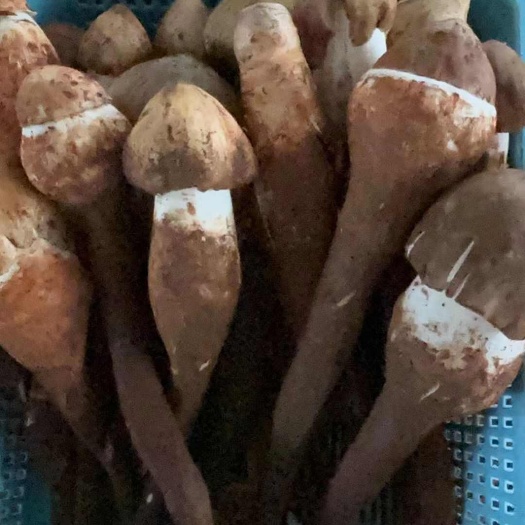 华坪县鸡枞菌