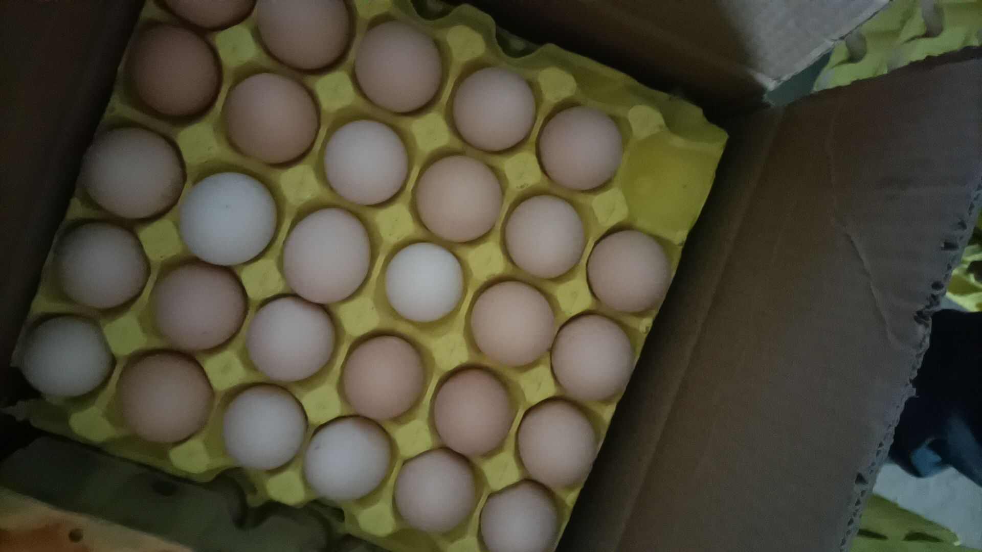 鲜鸡蛋