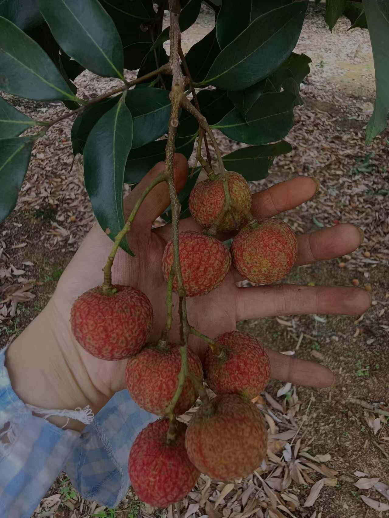 白糖罂荔枝