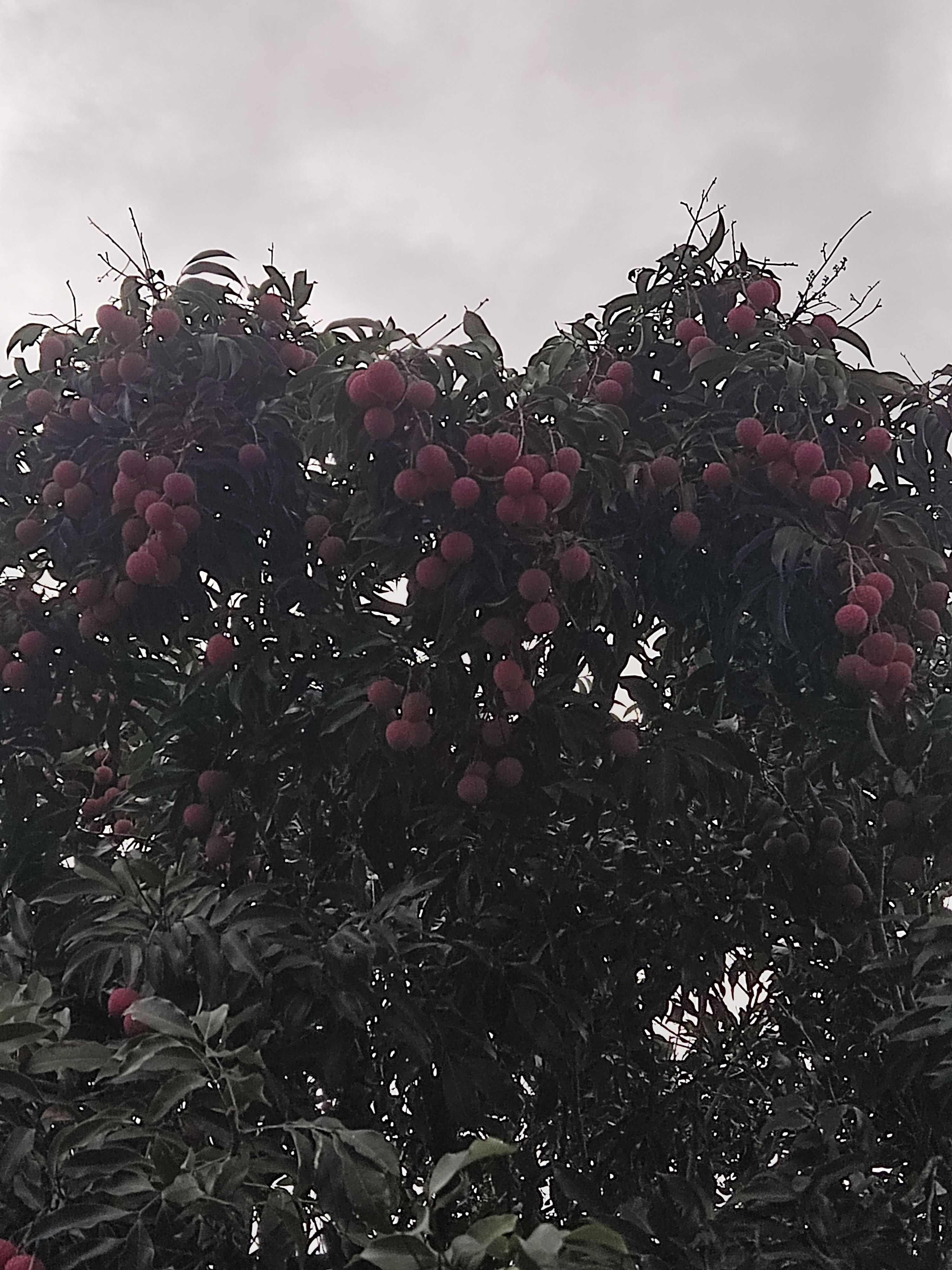 白糖罂荔枝
