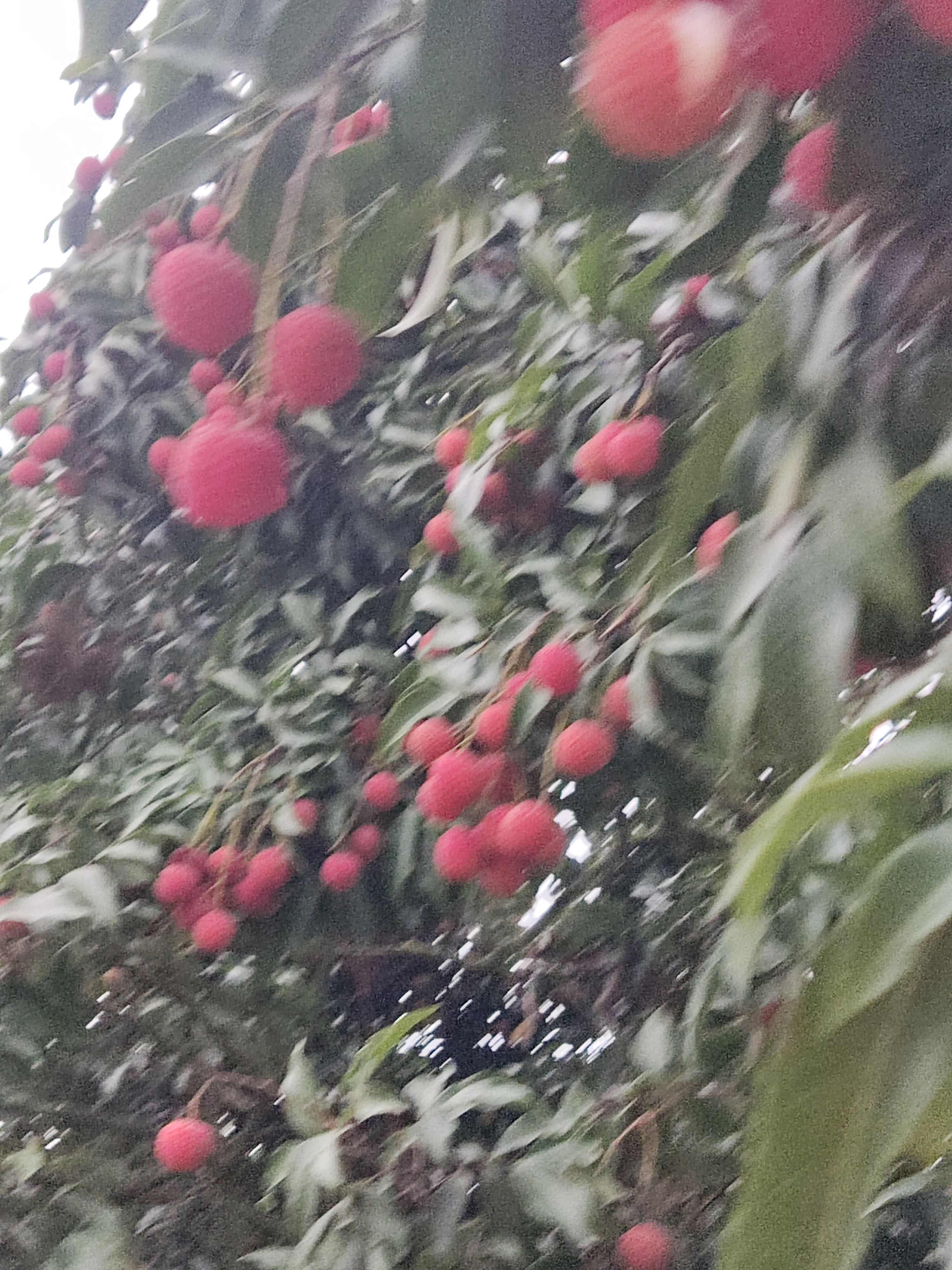 白糖罂荔枝