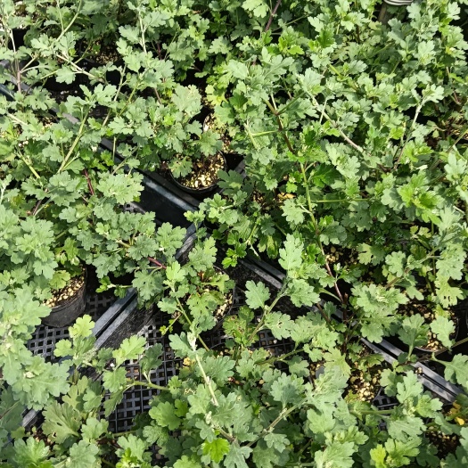 南靖县高山雅菊
