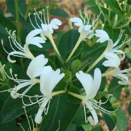 四川野生带毛金银花，自然晒干