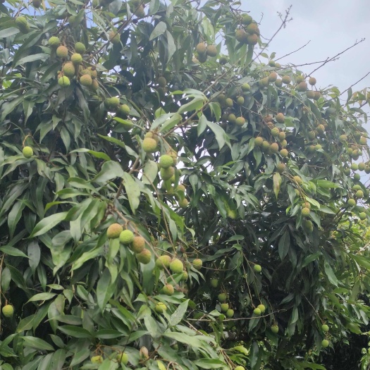 陆丰市荔枝