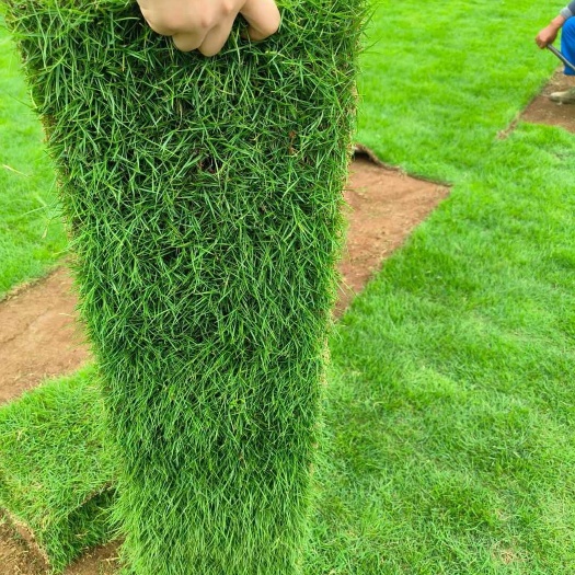 郴州二号草皮  绿化草坪2号种植基地