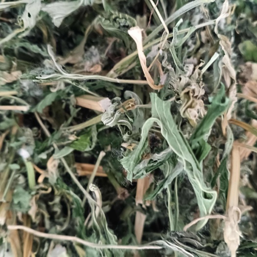 青州市山东青州优质益母草中药材 全草类草本植物产地直供
