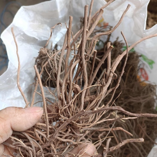 苍溪县川威灵仙，纯，根粗粉质，无芦头地上部分，无泥土。
