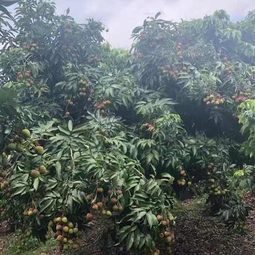钦州钦州荔枝准备大量上市了，欢迎各大老板前来洽谈合作（专业代办
