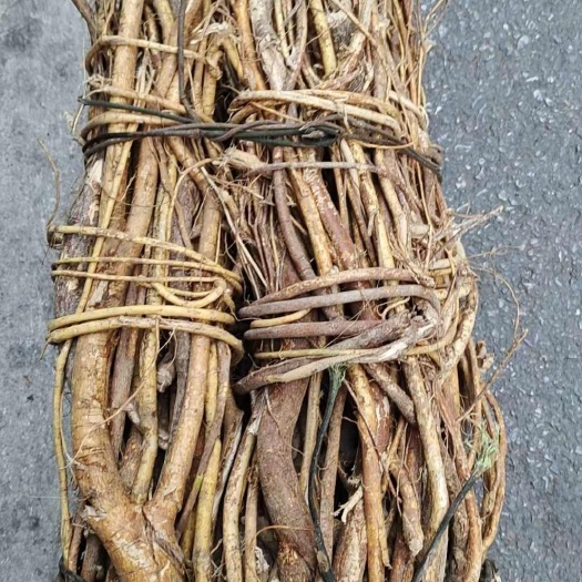 连南县五指毛桃