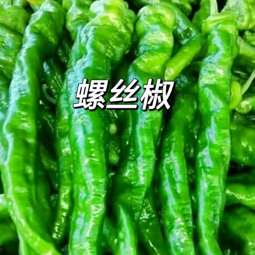 富源县螺丝椒