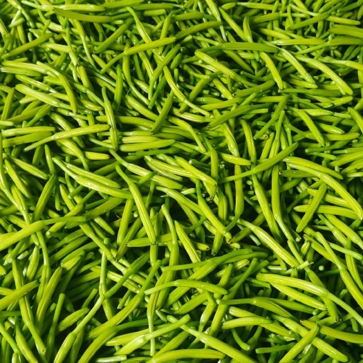 新泰市新鲜黄花菜
