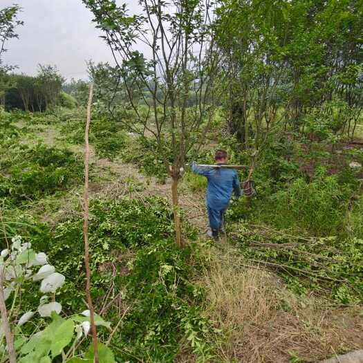 郴州红花紫薇 6-15公分货源 细叶紫薇，小紫薇基地