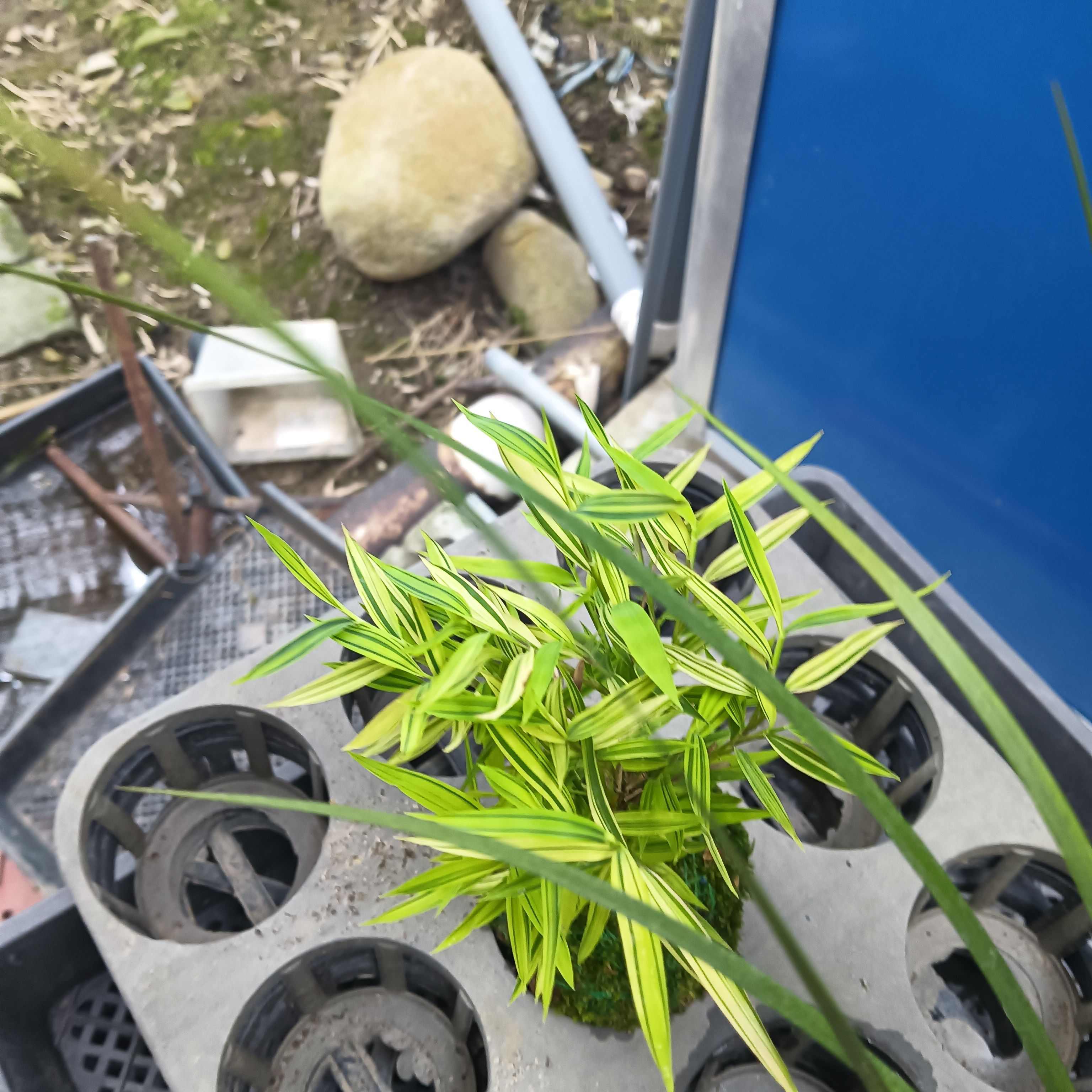 苔藓球菖蒲及黄金姬翠竹客厅办公室桌摆好养易活