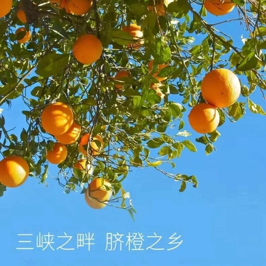 秭归县秭归脐橙产地直发，找代理，一件代发