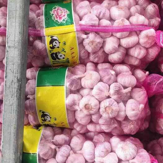 邳州市红皮蒜