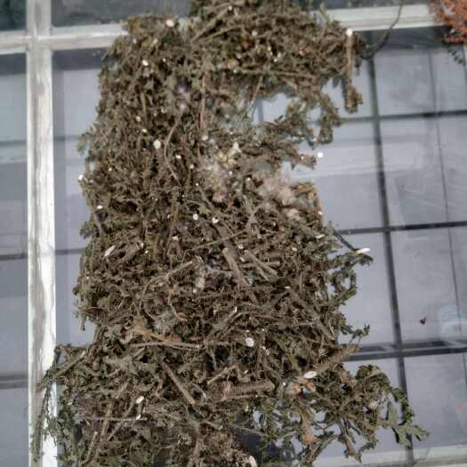 平陆县中条山一手货飞廉