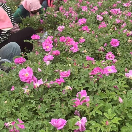 开原市辽宁铁岭四季玫瑰苗木基地直供新鲜花卉批发
