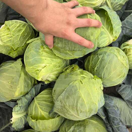 灵寿县甘蓝，大量出售，量大从优