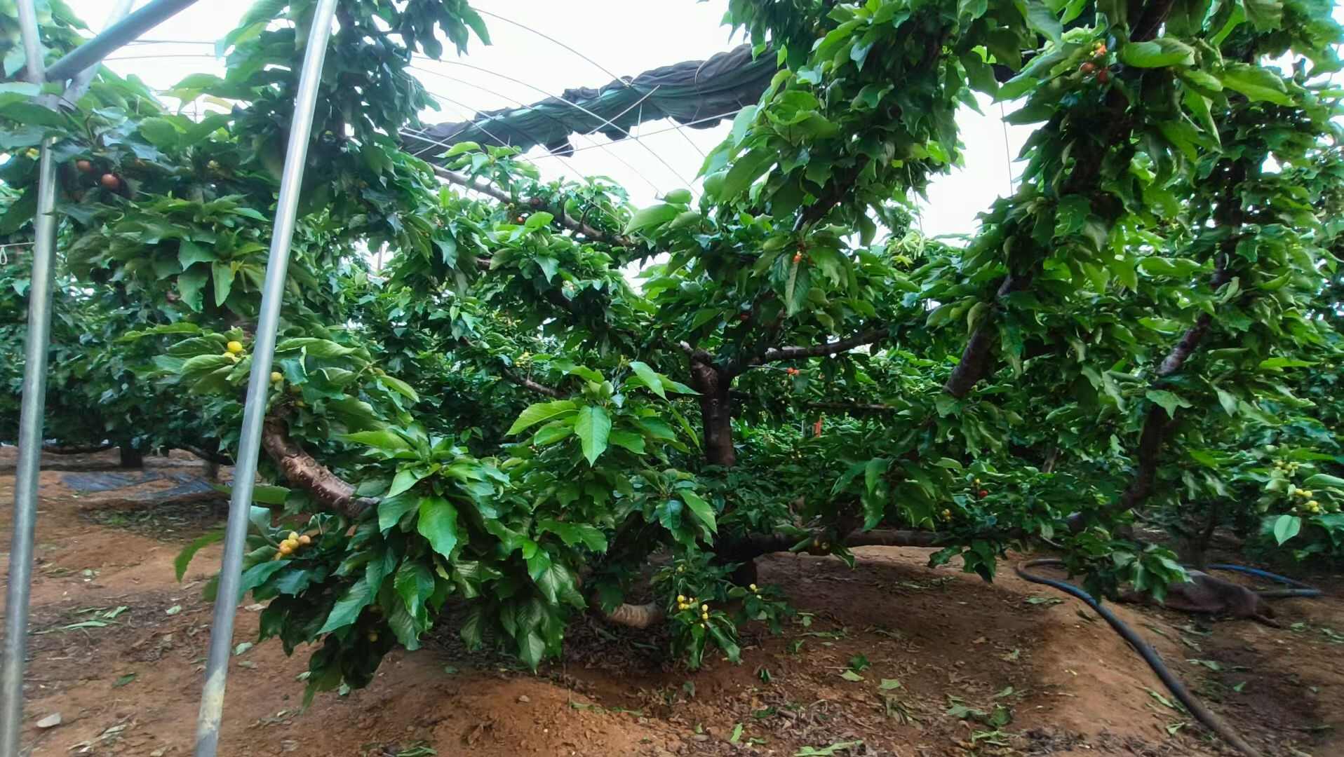 大连前石陆地丰收一百，大果直径32mm左右
