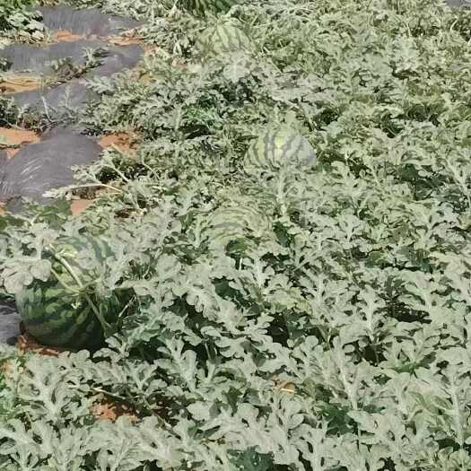 昆明甜王西瓜